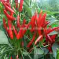 P21 Yanyang good fruit setting hot hybrid chilli seeds f1